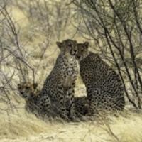 Cheetahs by Marston Hart